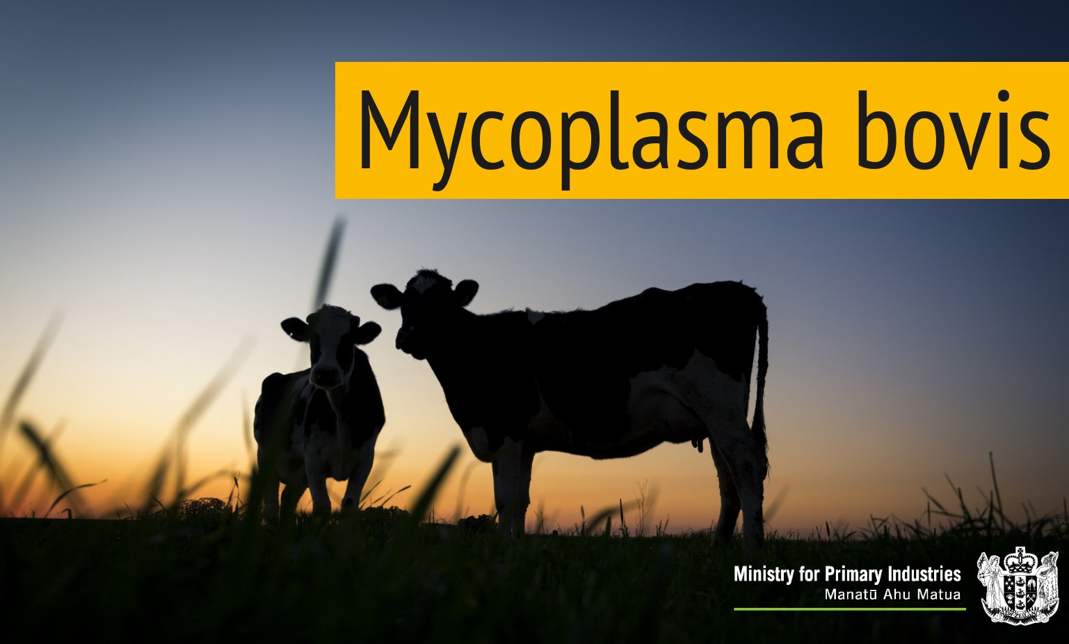 Uzivatel Ministry For Primary Industries Na Twitteru Stuart Anderson Our New Head Of The Mycoplasma Bovis Eradication Programme Recently Had A Chat With Farmers Weekly About His New Role And The Importance