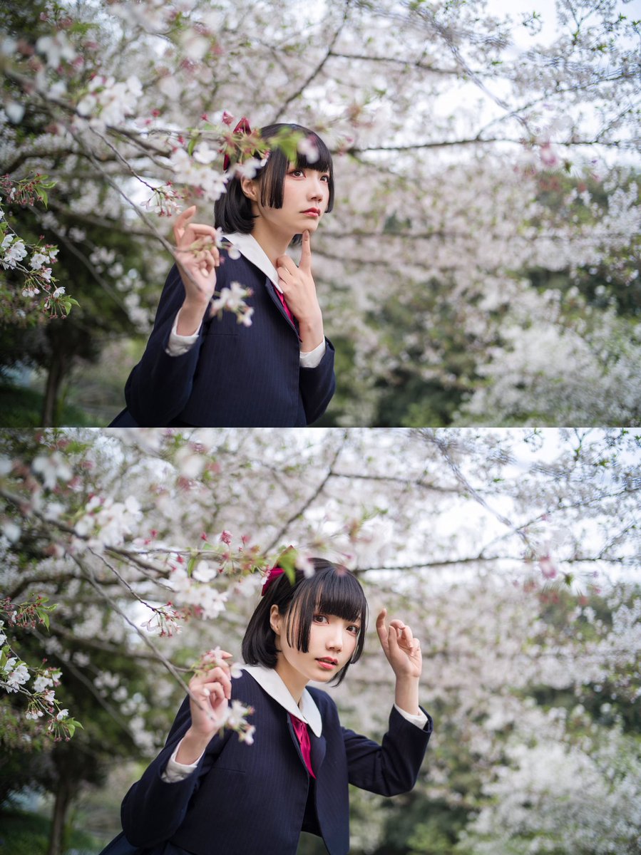 maoumao_'s tweet photo. 桜花季 https://t.co/g17qPidi8O
