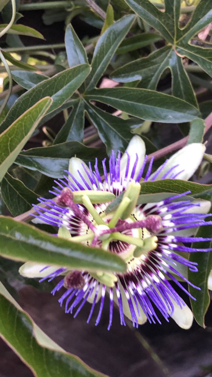 jerialbert's tweet photo. Passion fruit... flowers blooming in my garden.  #gardening #StayAtHomeOrder #lovewhereyoulive https://t.co/ueNaEVPP4x