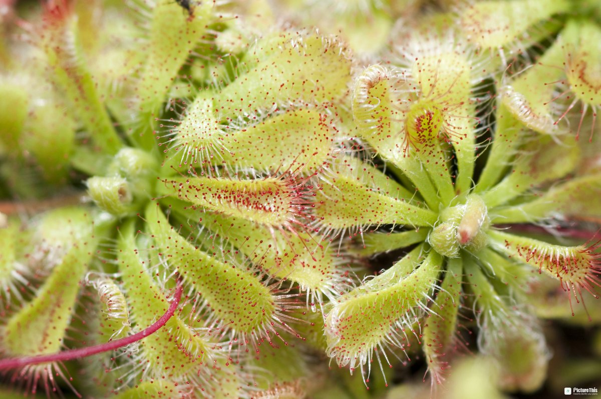 PictureThisAI's tweet image. "Sundews are “flypaper” plants that trap prey in sticky hairs on their leaves. Long tentacles protrude from their leaves, each with a sticky gland at the tip. Once an insect becomes stuck, nearby tentacles coil around the insect and smother it.

#flypaper #sundew #insect #nature
