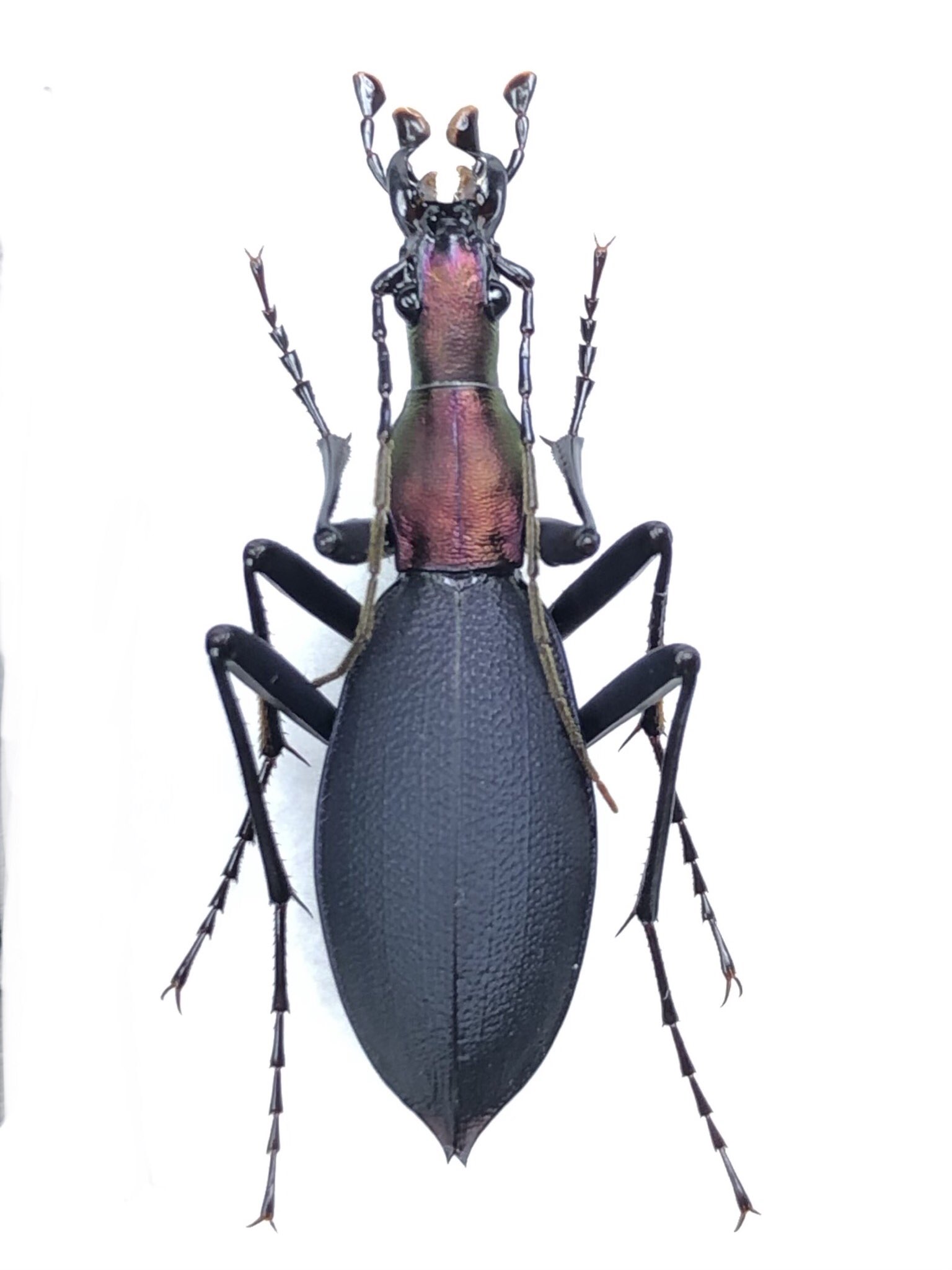 Damaster & Carabus على X: 