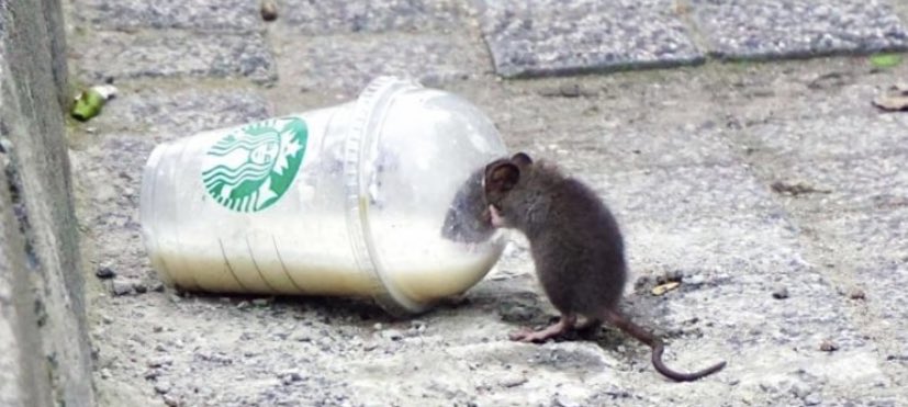 jimro111's tweet photo. Se me antojó un Caramel Macchiato https://t.co/JSLSTSEmNc