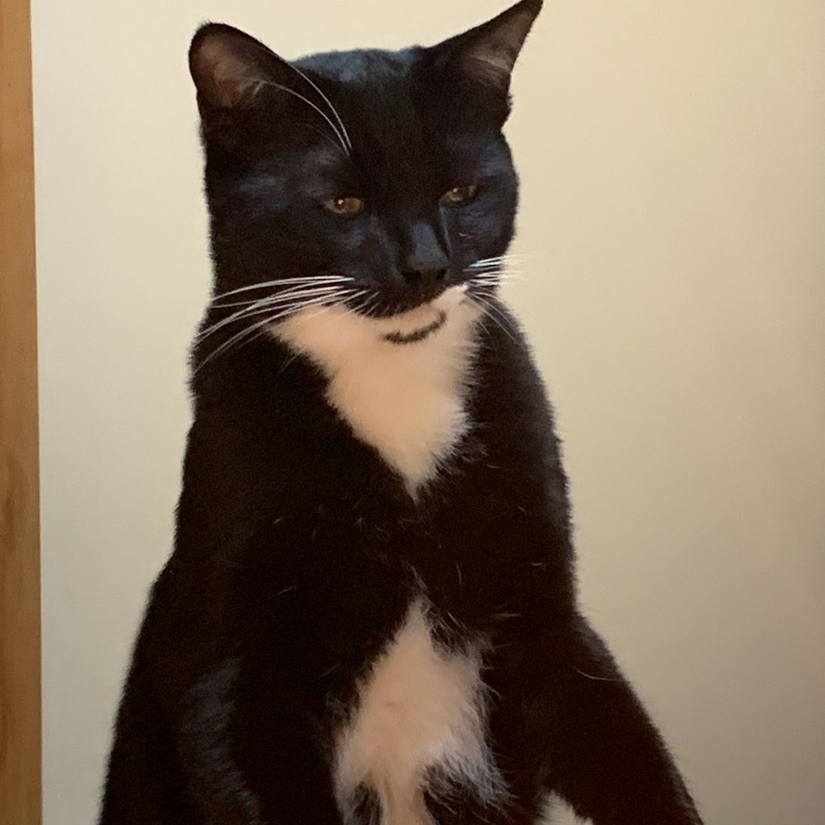 Beco 愚かな人間どもよ って言うタイプの猫じゃん