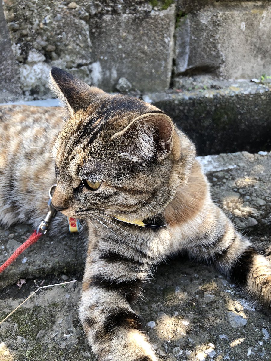 栃木人 とちぎびと 猫探してませんか とても人懐っこい猫ちゃん 迷い猫らしいのでうちで預かっているんだけど多分飼い猫だと思うんです とご近所マダム 見覚えのある方いらっしゃったらご連絡ください 場所はおもちゃのまち 獨協や幸楽苑の近くです