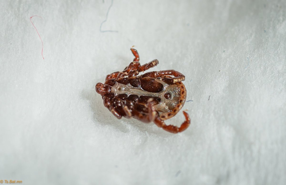 Сэрэмжлүүлэг !!!
Хаа ч явсан хачигнаас сэргийлэх үе гэж манай @jjngm бичсэн байсан санагдана. 
Би сая гадаа алхаж яваад орж ирэхэд 2 нөхөр хамт орж иржээ..
Би үүнийг хачиг, шалз нь байх гэж бодлоо..
Болгоомжлоорой !!!