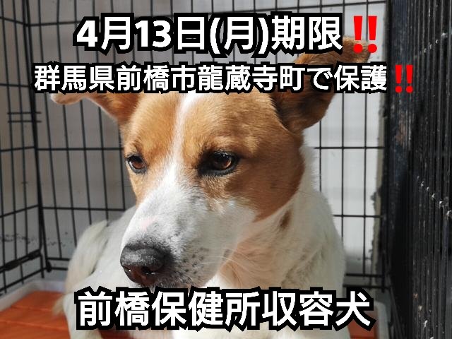 前橋保健所収容犬のtwitterイラスト検索結果 古い順 前橋保健所収容犬のtwitterイラスト検索結果 古い順