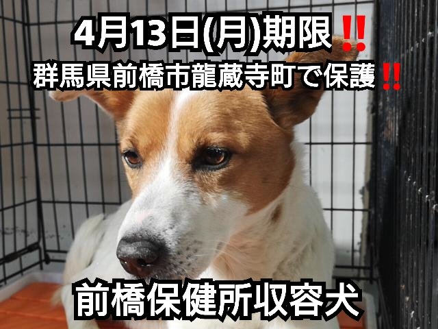 前橋保健所収容犬のtwitterイラスト検索結果 古い順