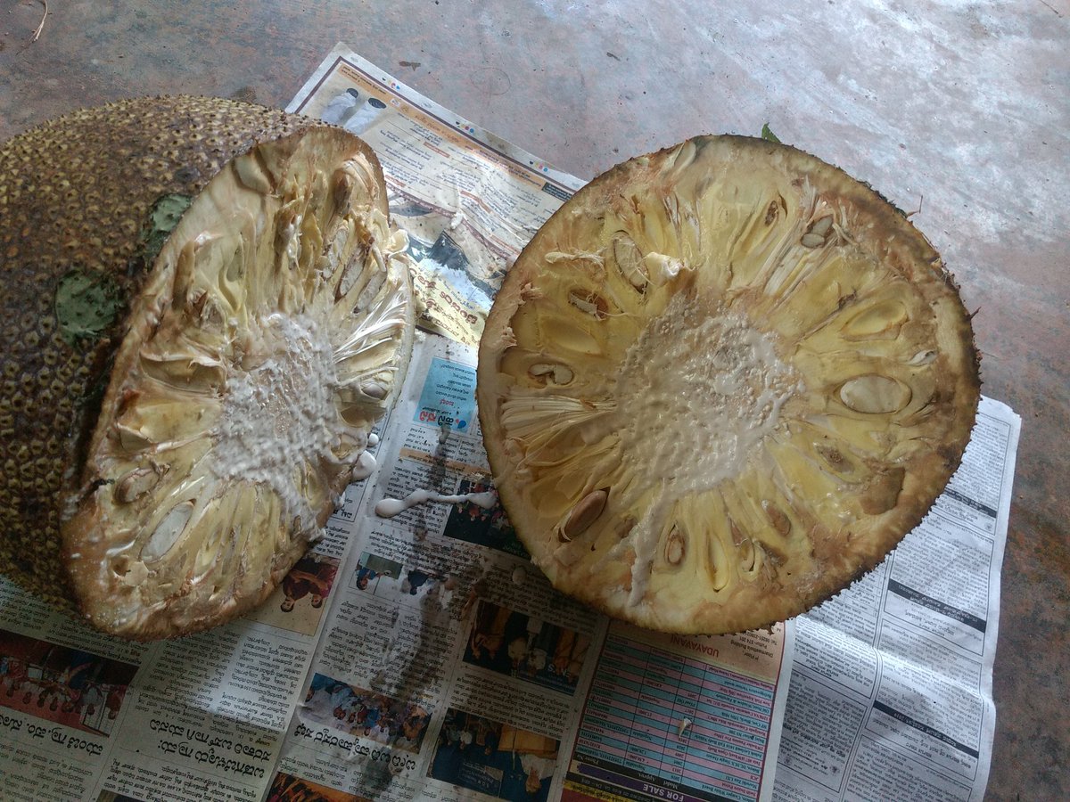 _Murali's tweet photo. #WorkingFromOoru Let's do some ಹಲಸಿನಕಾಯಿ ಹಪ್ಪಳ I say #WorkingFORHome https://t.co/0pmd6r1qkJ