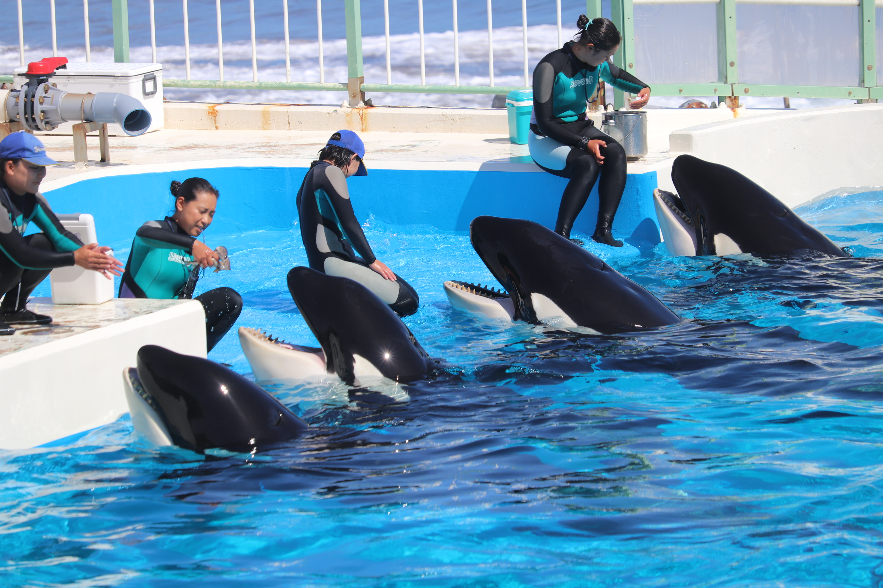 かんなづき Japanesesquirrel シャチがいる水族館 鴨川シーワールド 名古屋港水族館 T Co Uuvsu5wk2a Twitter