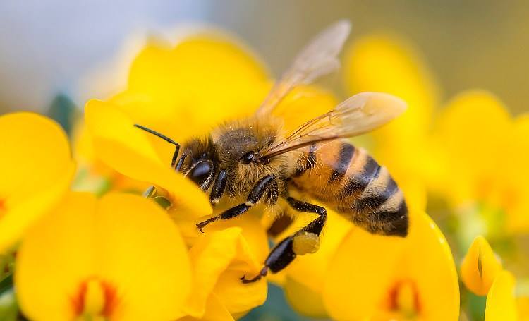 panaceamuseum's tweet photo. Throwback to @BedPopScience 2019. We were joined by #BedfordshireBeekeepersAssociation and our Archivist ran folder-making workshops. #throwback #bedpopsciencelab #activities #panaceamuseum https://t.co/Z1H7waqftc