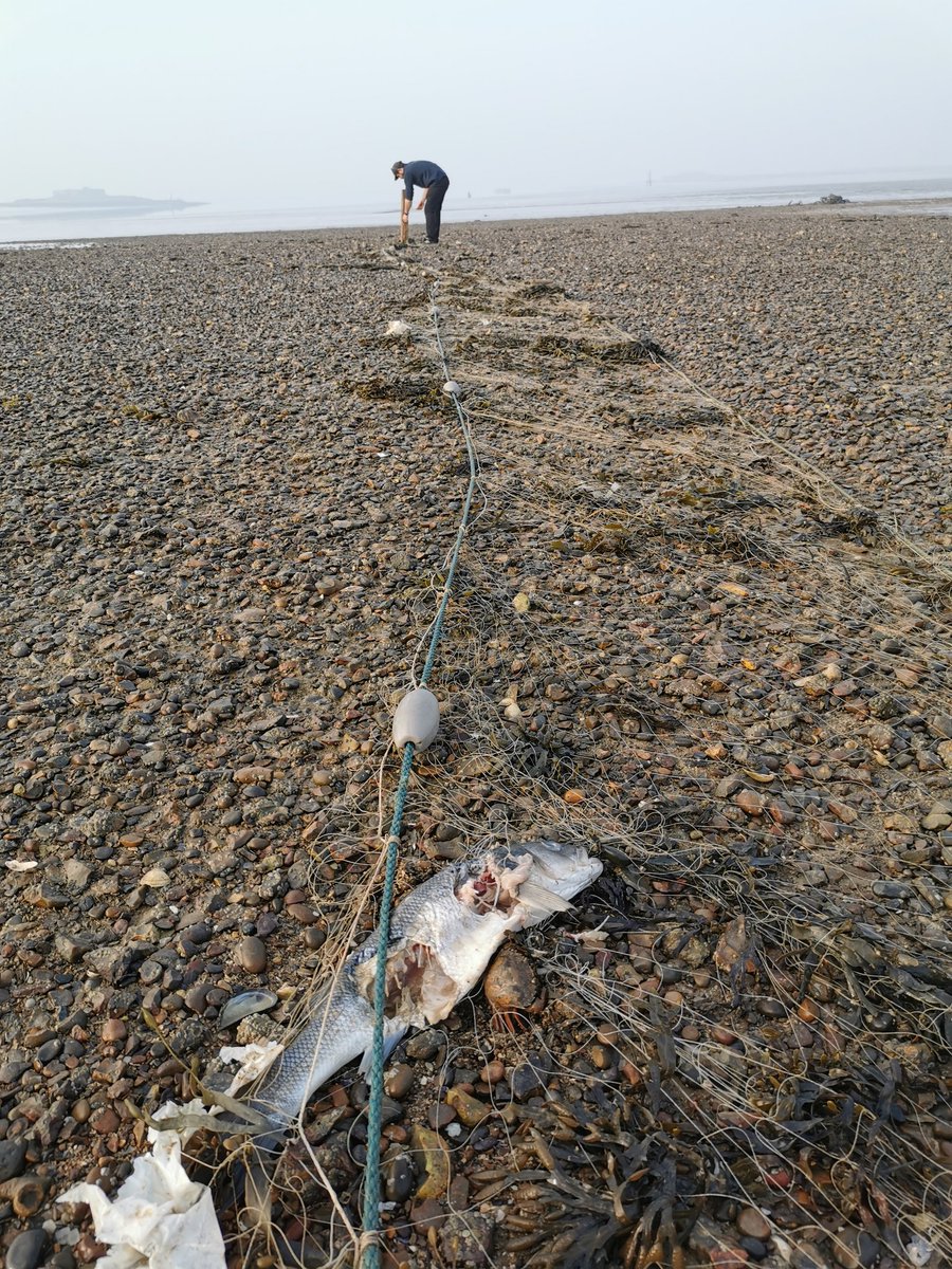 This morning officers seized a fixed net which had been set in the Medway No Take Zone
#Medway #NoTakeZone #bass #FisheryPatrol #seized