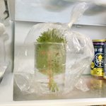 ダメにしちゃいがちな人は必見!大葉を長持ちさせる方法をご紹介!