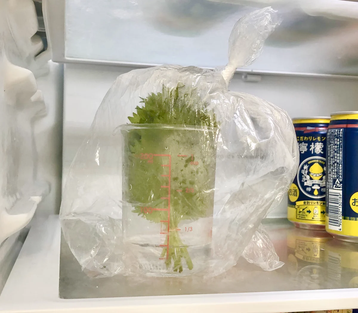 ダメにしちゃいがちな人は必見！大葉を長持ちさせる方法をご紹介！