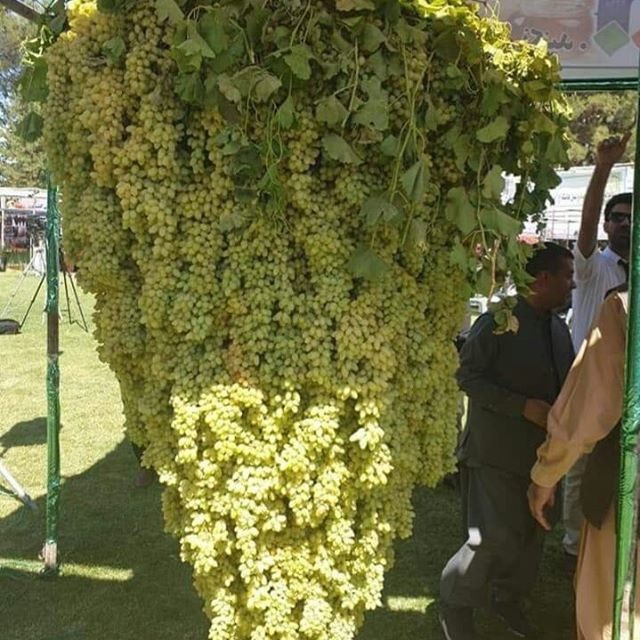 More pics of Herat´s grapes.