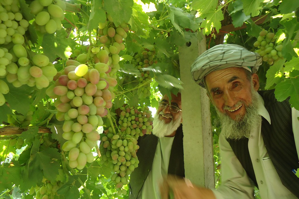 More pics of Herat´s grapes.