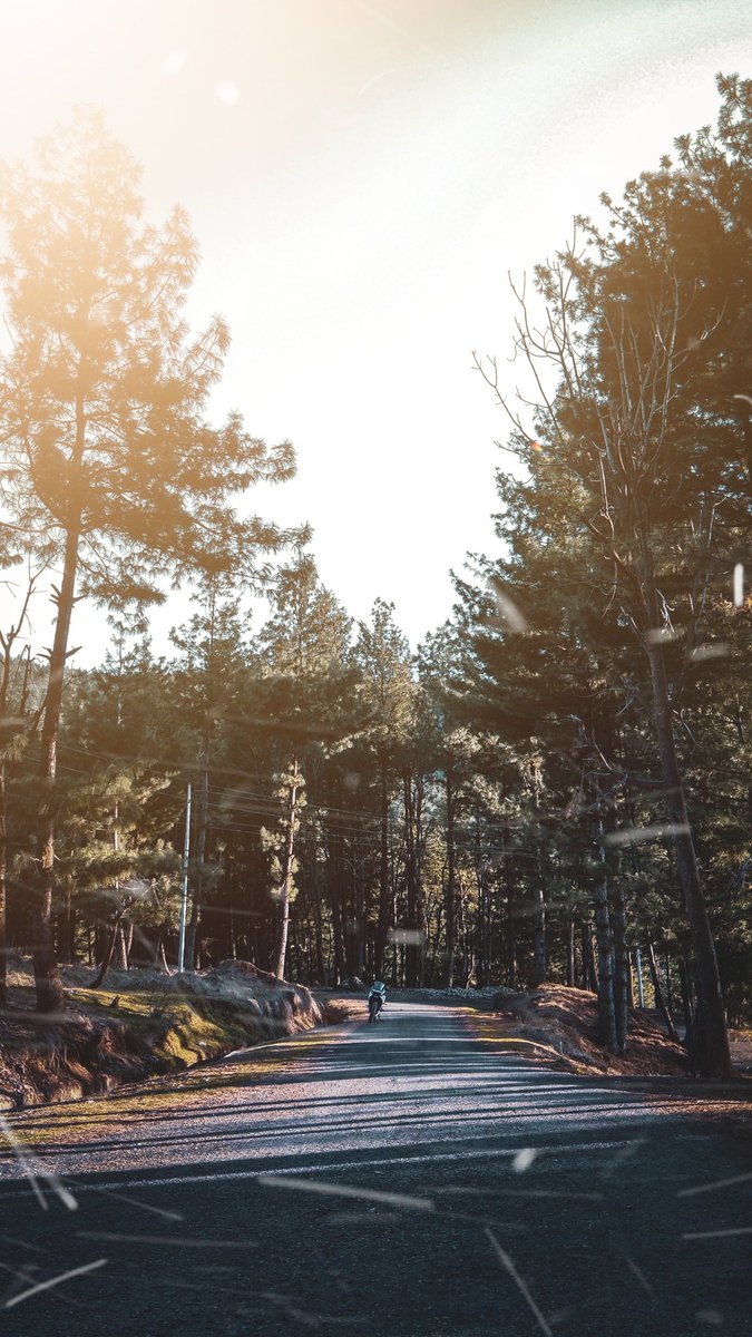 yourvisualpoet's tweet photo. "I took a walk in the woods and came out taller than the trees"
                                    - Henry David Thoreau

#Kashmir #photography #srinagar #woods #betweenartandquarantine #Farzanfayazphotography #PhotoOfTheDay https://t.co/kIX2V4YN9W