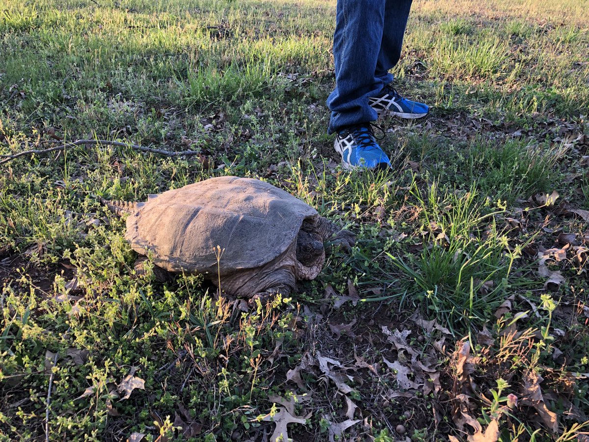 Look at the massive dinosaur we found headed to our pond! Those are men’s size 13 feet!! S/he will be relocated to a pond down the road in the morning, for maximum baby duck safety.