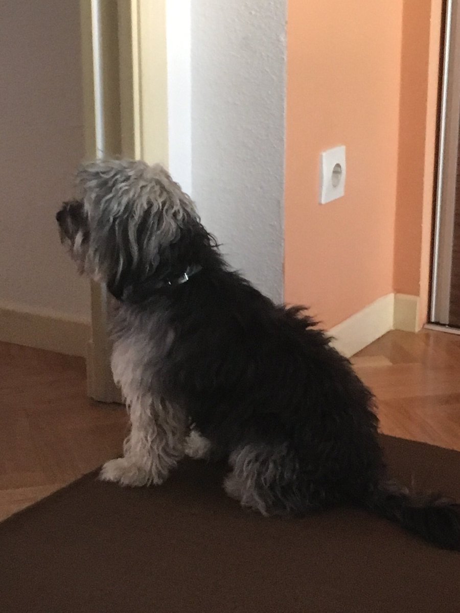 LOCKY50371779's tweet photo. Mi humano me ha sacado esta foto a traición. Muy chulito he quedado. https://t.co/mC4XabnLFA