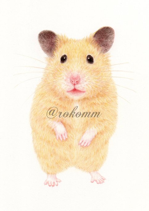 デンハムスターのtwitterイラスト検索結果 古い順