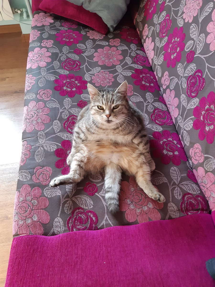 coconutlyalex's tweet image. Pochwalę się wam jak siedzi moj kot. ENJOY 😂😂 #mojkot