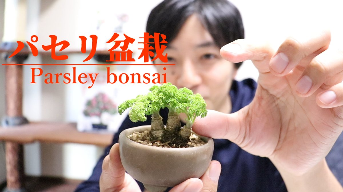 弌屋ichiya とても多くの方にパセリ盆栽を楽しんでいただけて嬉しい限りです ついでにパセリをポリポットから盆栽鉢に植え替えた動画もご紹介 よろしければ併せてお楽しみくださいませ T Co Roqkghpdae 弌屋ichiya とても多くの方にパセリ盆栽を楽しんでいただけて嬉しい限りです ついでにパセリをポリポットから盆栽鉢に植え替えた動画もご紹介 よろしければ併せてお楽しみくださいませ T Co Roqkghpdae