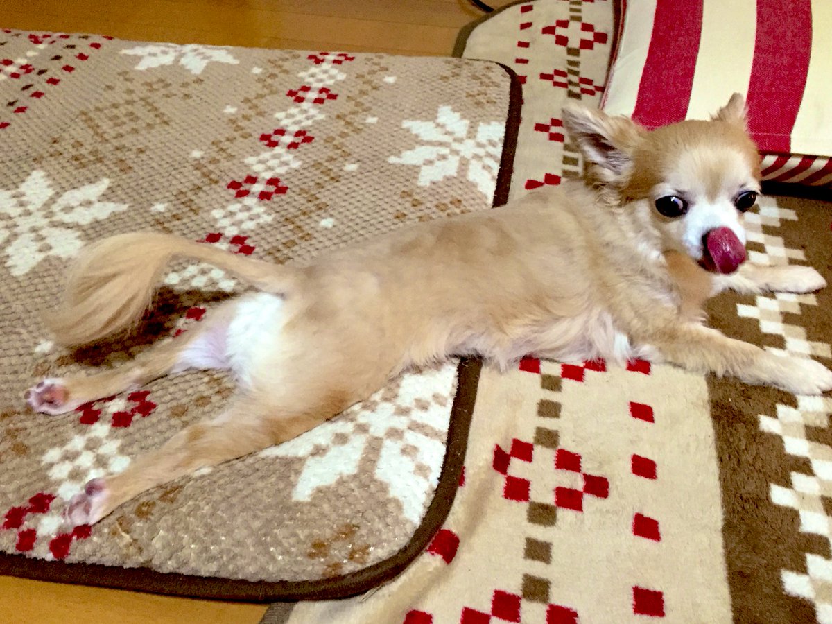 イアラ 犬だって伸びるんだビョーン チワワ伸ばしチャレンジ 猫伸ばしチャレンジ イアラ 犬だって伸びるんだビョーン チワワ伸ばしチャレンジ 猫伸ばしチャレンジ