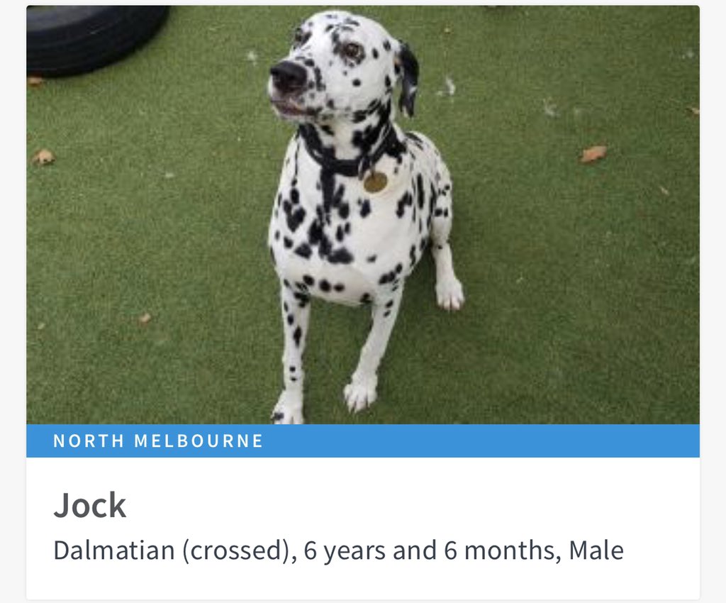 AdoptAFloof's tweet photo. #adoptAfloof of the day: Jock the 6yo Dalmatian X at the @lostdogshome   
No. 47 of 101 😉
.
.
https://t.co/4GvcY2zhIV

#adoptdontshop #floof #dalmation #rescuedogs #ldh #dalmatian https://t.co/aQper4pr73