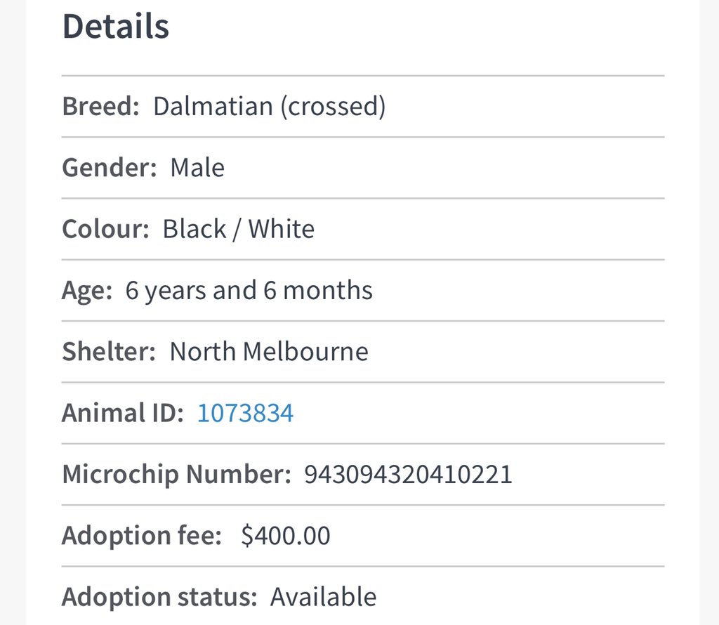 AdoptAFloof's tweet photo. #adoptAfloof of the day: Jock the 6yo Dalmatian X at the @lostdogshome   
No. 47 of 101 😉
.
.
https://t.co/4GvcY2zhIV

#adoptdontshop #floof #dalmation #rescuedogs #ldh #dalmatian https://t.co/aQper4pr73
