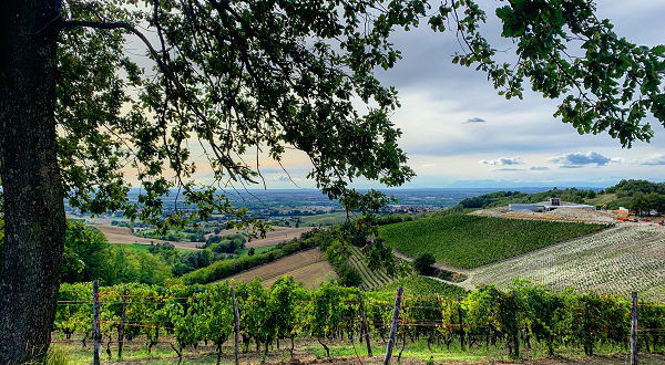 #VignetiRepetto: una realtà ancora giovane che affronta il futuro con un occhio al passato nella costante ricerca della qualità e del rispetto del territorio
#collitortonesi #collitortonesidoc #timorasso #piemonte #winetasting 
worldwinepassion.it/site/vigneti-r…