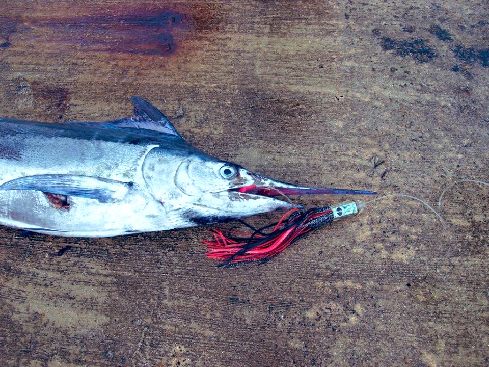 DIVEFISH13 tweet picture