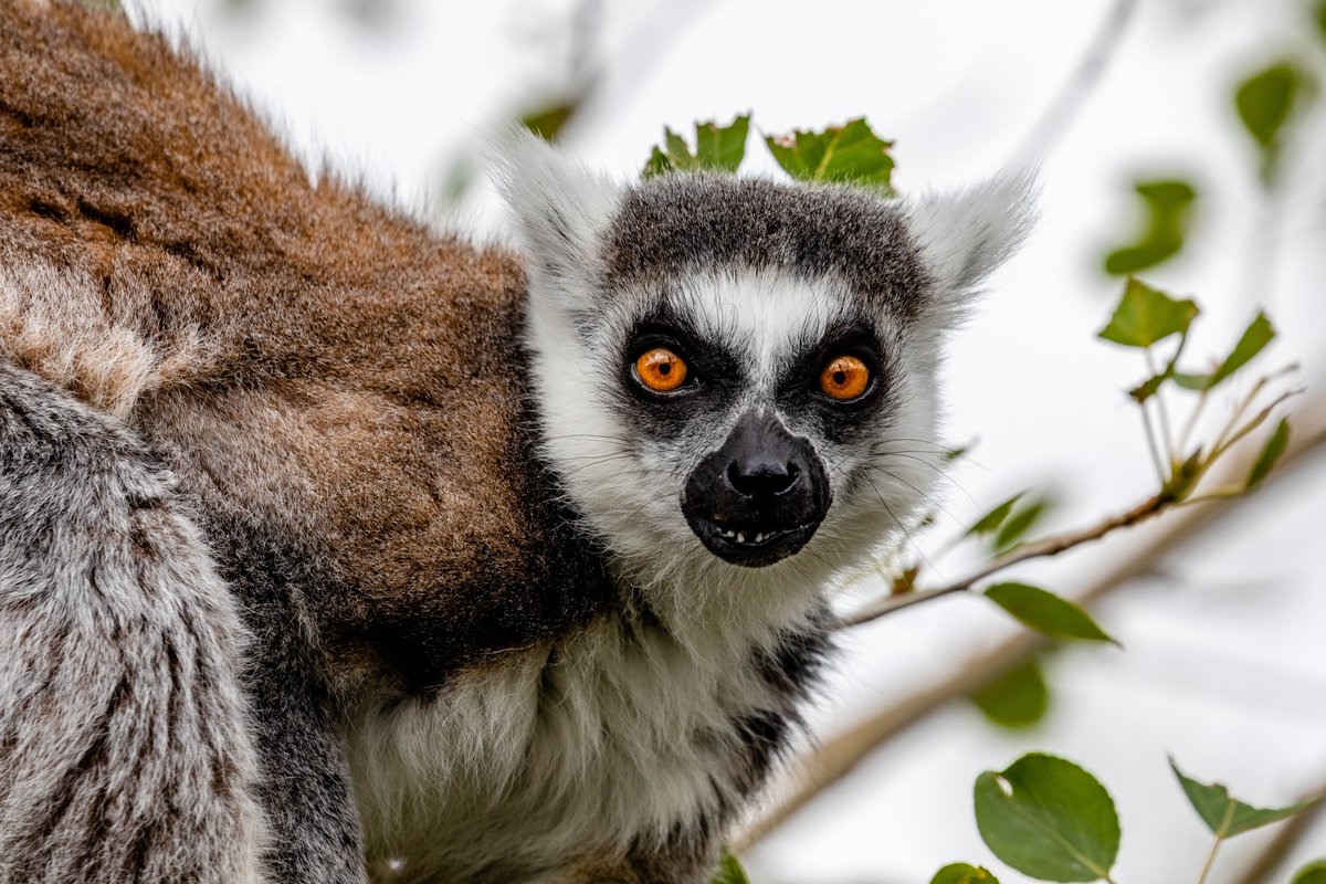 HOME SCHOOL. Make it wild. 

Did you know?

The collective noun for lemurs is a conspiracy, 

Photo by Andy Holmes on Unsplash

#Wildlife #Safari #Conservation #Lemur #HomeSchool #WFH #AdventureTravel #TravelPhotography #Wild #SaveTravel #OneTravelIndustry