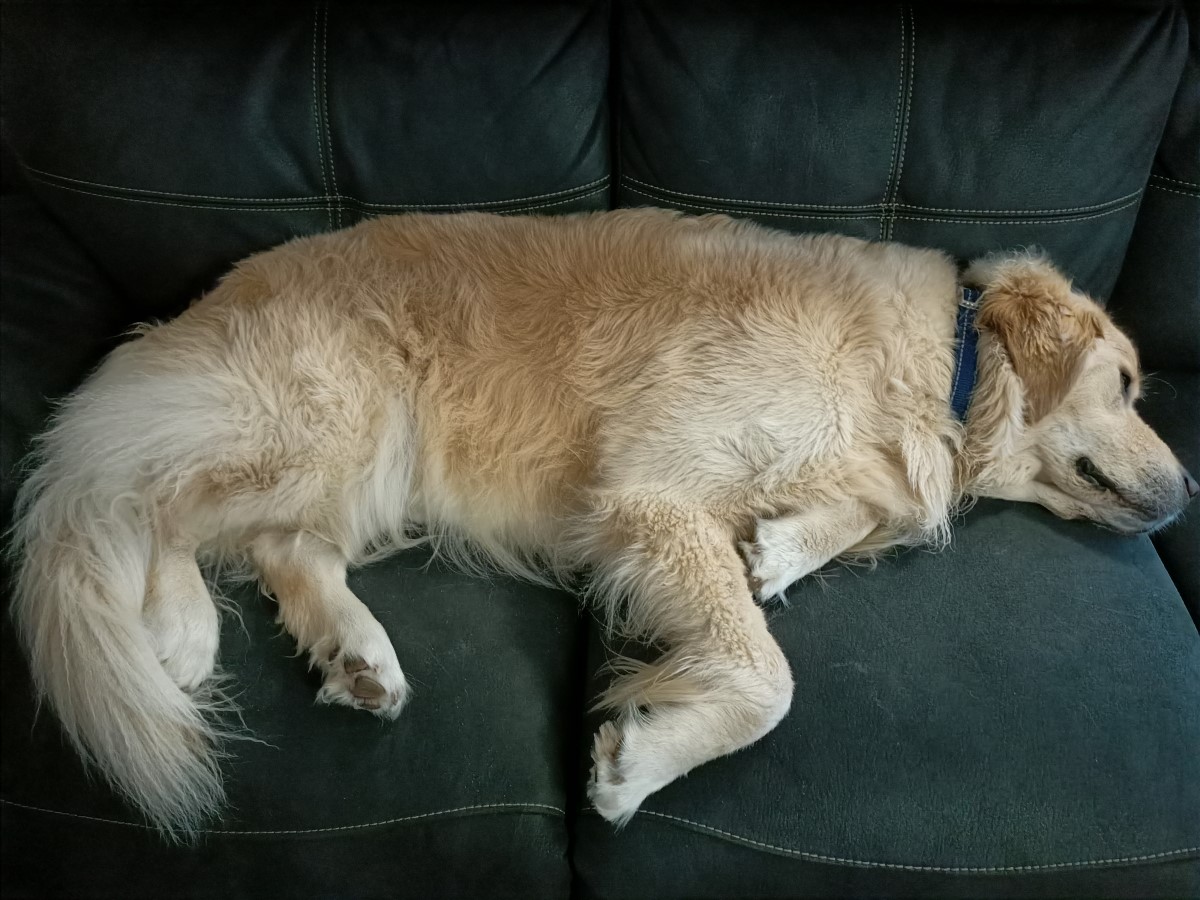uofalib's tweet photo. Most library staff are now working from home, and these are just some of our "hardworking" buddies! Show us your work/study buddy by using the hashtag #PetsofUofA ๐ปMore over at Facebook: https://t.co/IQShCC81FU https://t.co/E8tDVa8TWk