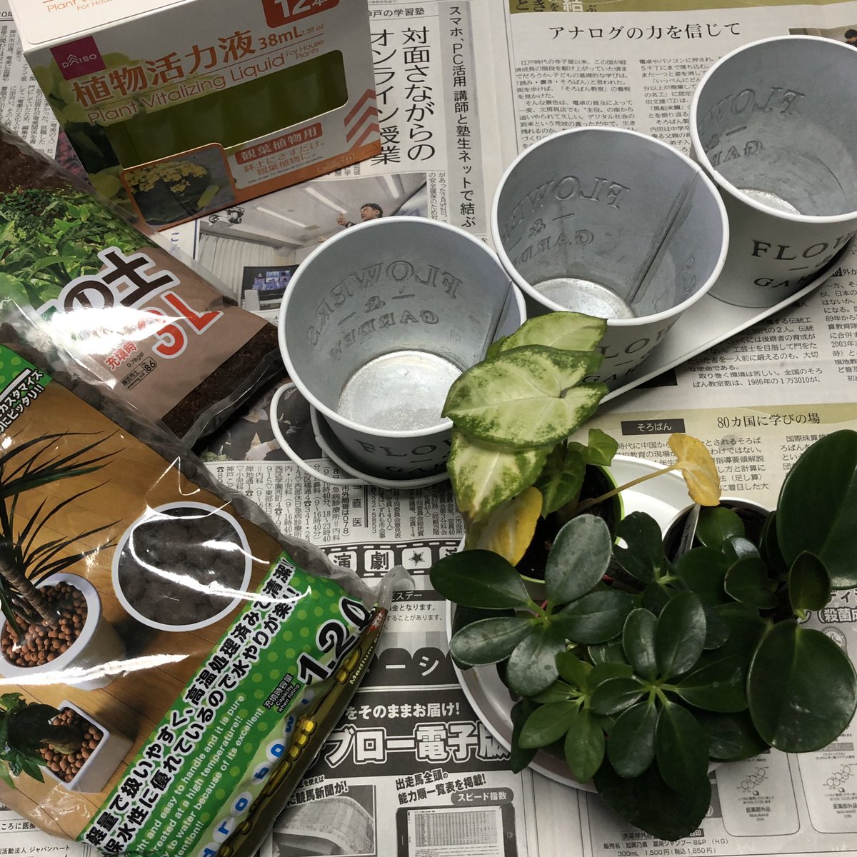 幸紀 観葉植物の植替え 癒されまーす 観葉植物などからはフィトンチッドという揮発成分が出ており 自律神経を整えて精神をリラックスさせる効果があります 心と身体にやすらぎを求めている人へ癒やしを届けてくれる存在なのです 観葉植物 幸紀 観葉植物の植替え 癒されまーす 観葉植物などからはフィトンチッドという揮発成分が出ており 自律神経を整えて精神をリラックスさせる効果があります 心と身体にやすらぎを求めている人へ癒やしを届けてくれる存在なのです 観葉植物