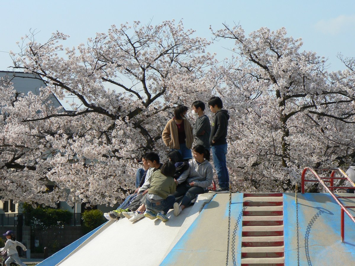 KomG25187760's tweet photo. 甲子園の桜 (10)
良い天気で子供たちが公園で遊んでいます
何時もの年ならばママたちがお弁当を開いて花見をしているのですが今年はしていません
#LUMIX #DMC #FZ7 https://t.co/7BarycUUSn