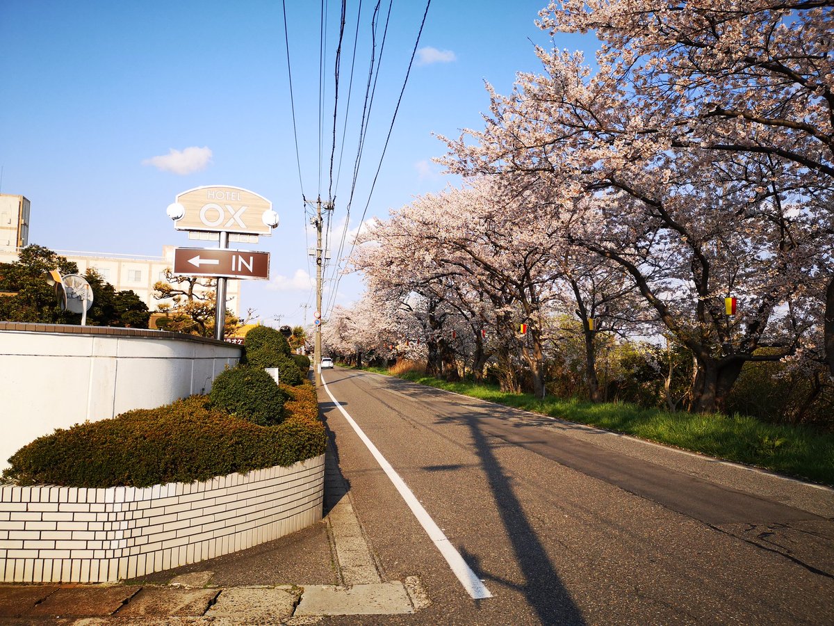 hotel_ox's tweet photo. ホテルの目の前にある鳥屋野潟沿いでは、キレイな桜が咲いております。桜を眺める流れでぜひお待ちしております！ https://t.co/kuXi76iWo5