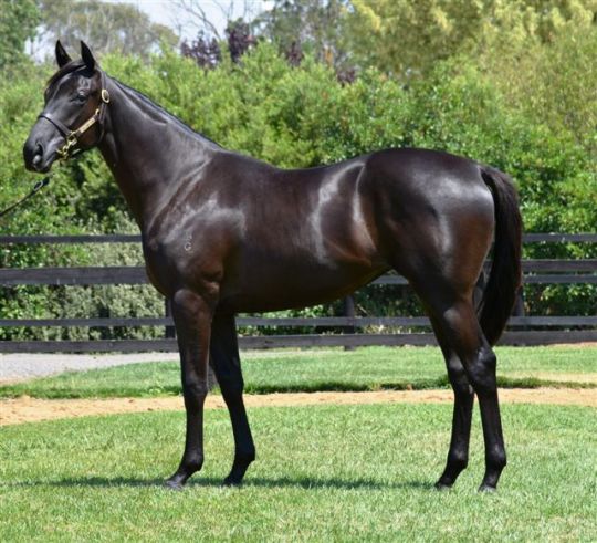 馬 Le Cheval♘♞ tweet media