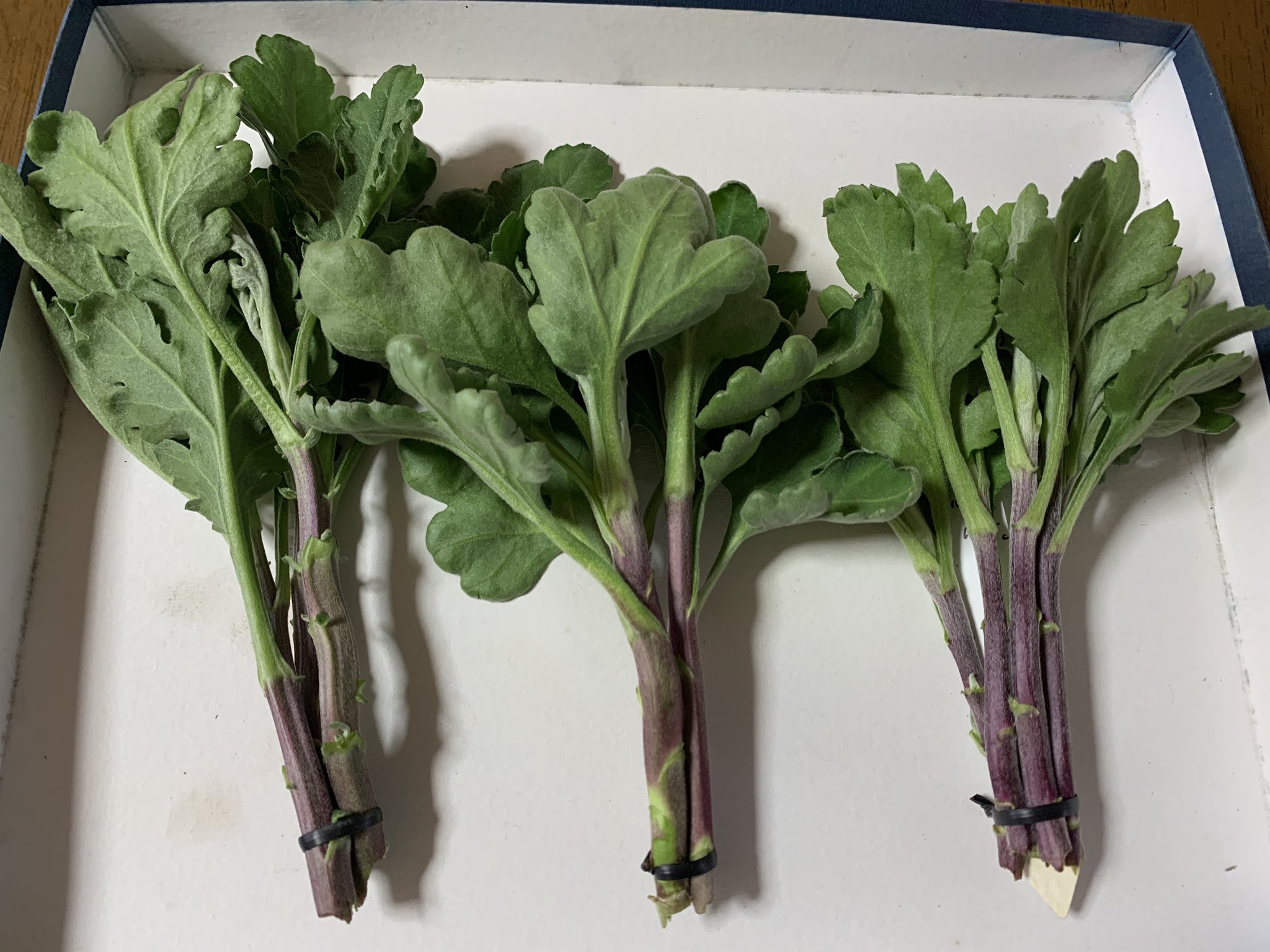 菊の人 挿し穂の冷蔵 今月中旬から本格的に始める 挿し芽 に先立って挿し穂を冷蔵 冷蔵苗は発根が早く 発根数も増えます 今年は桜を楽しめなかった方が多いと思います 秋には菊花で皆さんを癒したいです 菊作り T Co 6zvyzcayfq 菊の人 挿し穂の冷蔵 今月中旬から本格的に始める 挿し芽 に先立って挿し穂を冷蔵 冷蔵苗は発根が早く 発根数も増えます 今年は桜を楽しめなかった方が多いと思います 秋には菊花で皆さんを癒したいです 菊作り T Co 6zvyzcayfq