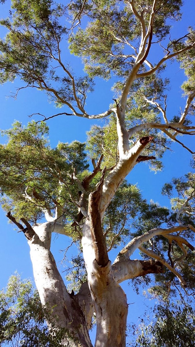 The mighty  #RiverRedGum,  #Eucalyptus camaldulensis, is our most widespread eucalypt, ranging across the entire continent, excepting Tas & the southwestern & northwestern plateaus of South & Western Australia. A thread w a  #ScienceAtHome activity. 1/xMap:  https://www.anbg.gov.au/cpbr/WfHC/Eucalyptus-camaldulensis/index.html
