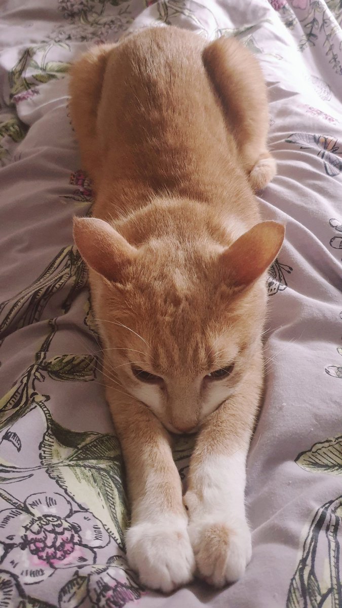 Catbell74's tweet photo. Ashaig concentrating on his 'easing into the day' early morning yoga stretch #cats #catsoftwitter #kittyantics #cutecats #catyoga #GladdersYoga @TreasuryMog #scotland https://t.co/IFB9HnOXOO