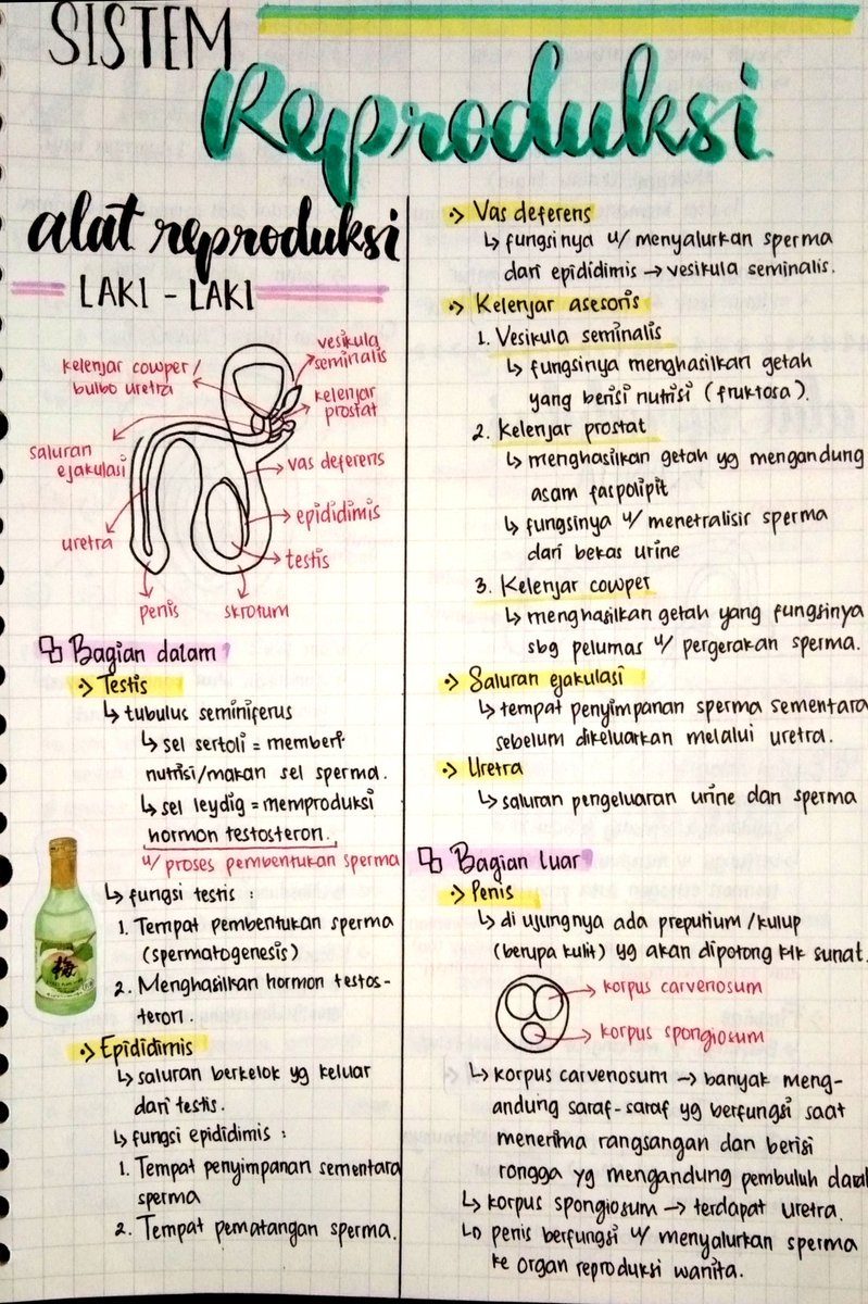 Belajarkui's tweet image. 🔮✨ RANGKUMAN BIOLOGI KELAS 11✨🔮
-----------------SISTEM REPRODUKSI-----------------
Sumber : Ruangguru
Ini dari catetan aku sendiri yaa, aku bagi-bagi karena siapa tau bisa bermanfaat hehe.
Boleh banget like/RT, siapa tahu ada yang lagi pelajarin juga ❣