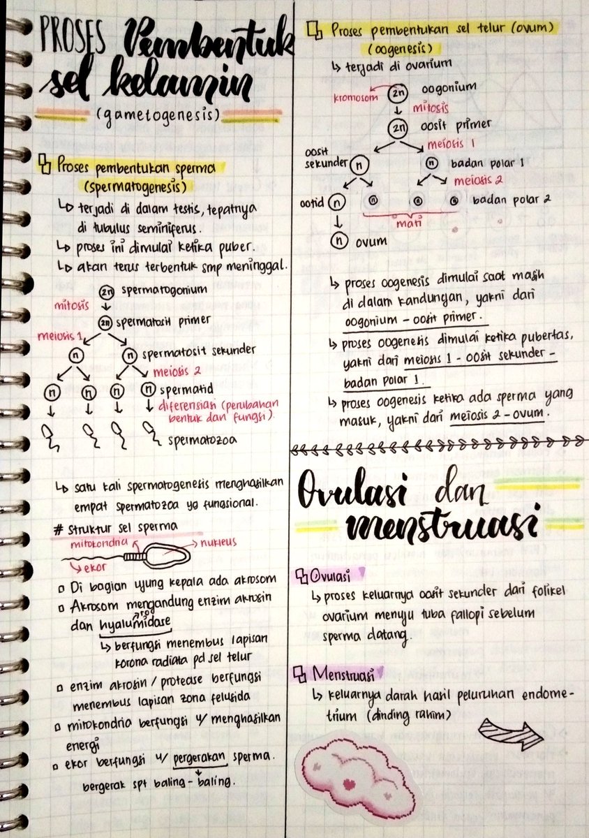Belajarkui's tweet image. 🔮✨ RANGKUMAN BIOLOGI KELAS 11✨🔮
-----------------SISTEM REPRODUKSI-----------------
Sumber : Ruangguru
Ini dari catetan aku sendiri yaa, aku bagi-bagi karena siapa tau bisa bermanfaat hehe.
Boleh banget like/RT, siapa tahu ada yang lagi pelajarin juga ❣