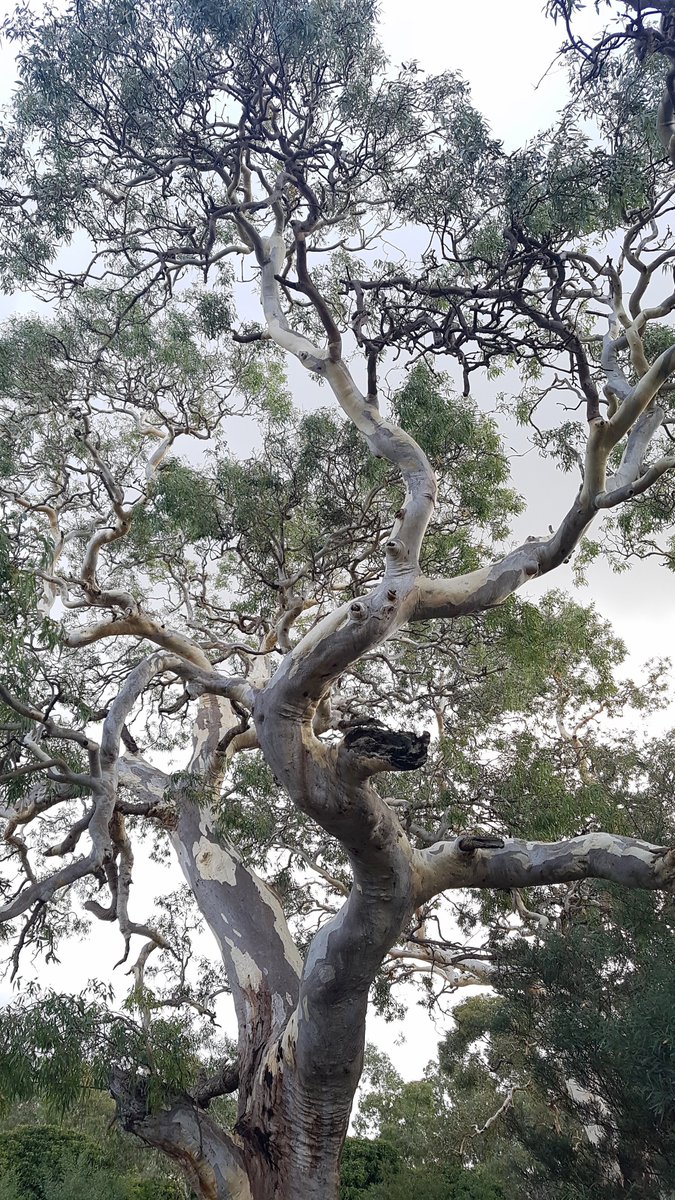 Across this range, the  #RiverRedGum is highly variable in form and genetics and there are seven recognised subspecies! Do you know which one lives near you? #EucBeaut  #ScienceAtHome  #ozplants  #botany  #naturalhistory 2/x