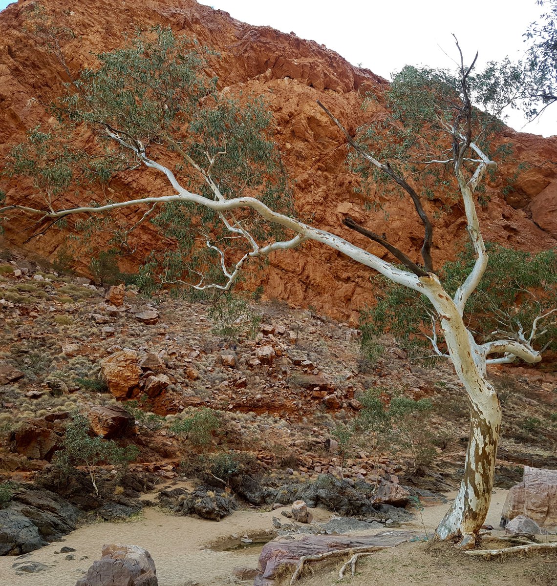 Across this range, the  #RiverRedGum is highly variable in form and genetics and there are seven recognised subspecies! Do you know which one lives near you? #EucBeaut  #ScienceAtHome  #ozplants  #botany  #naturalhistory 2/x