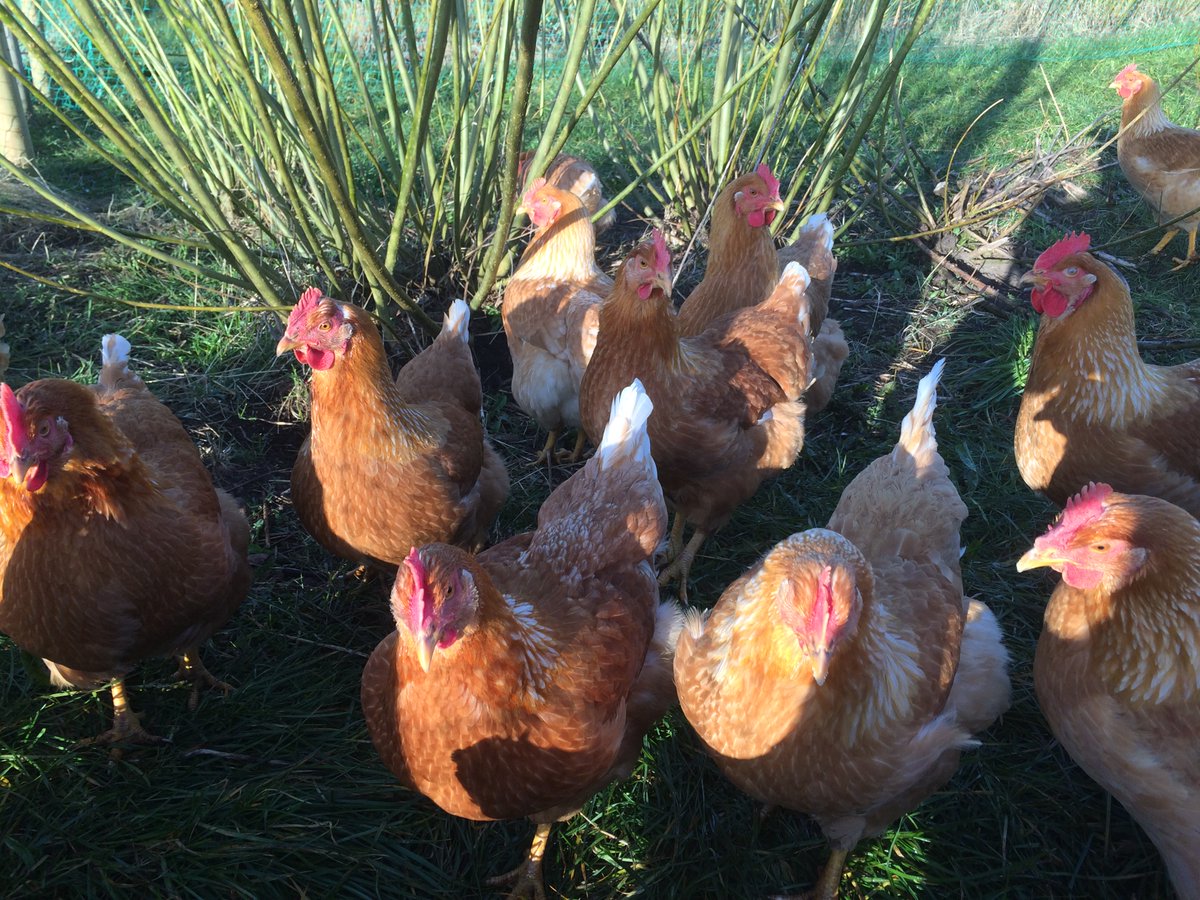 PPILOWH2020's tweet photo. How to avoid killing one-day old layer male chicks? The PPILOW project studies dual-purpose strains aiming at producing both meat and eggs.

The hens are beginning to explore their free range in Denmark.

Follow the PPILOW project on https://t.co/JonY3G7wHw https://t.co/lutiMfesMl