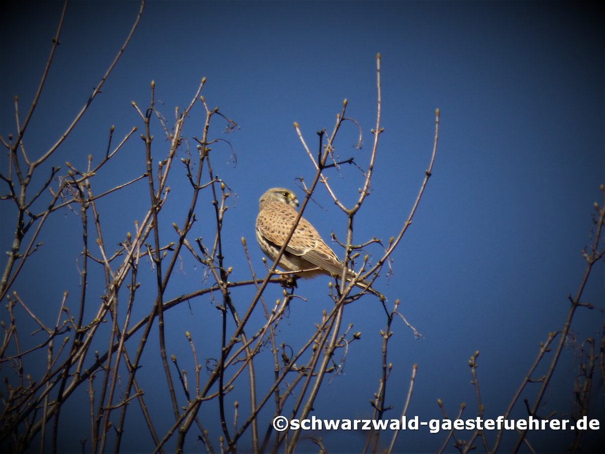 Andreas_Farsang's tweet photo. #turmfalke #natur #vogel #gästeführer #schwarzwald https://t.co/MYZ8EZyqhs