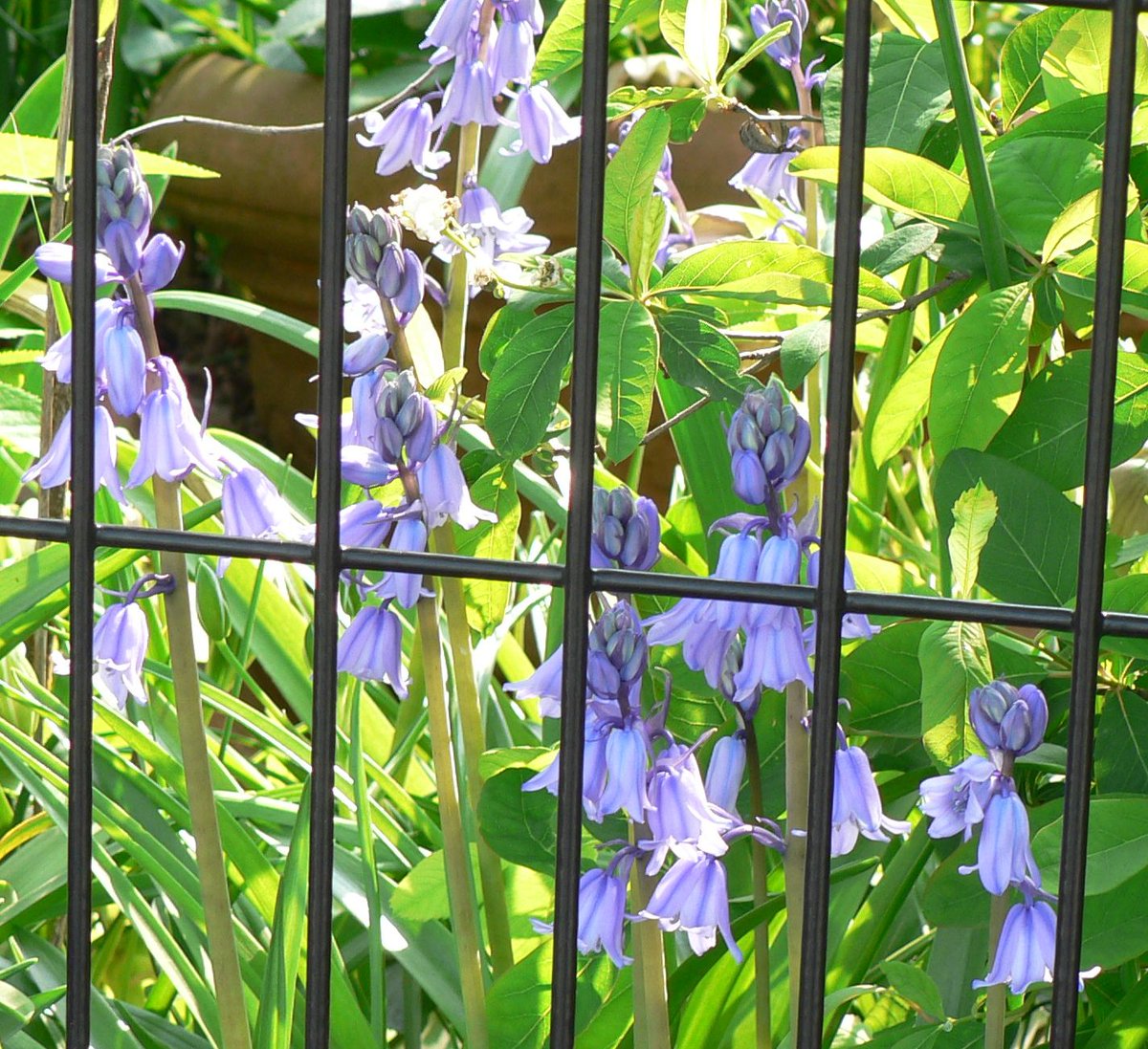 ট ইট র こころんグリーン 近所のお宅の庭に 淡いブルーのスパニッシュ ブルーベルが優雅に咲いていました イベリア半島原産の春咲き球根多年草です 小さな釣鐘をたくさん吊り下げたような姿です スパニッシュブルーベル ブルー イベリア半島 春咲き