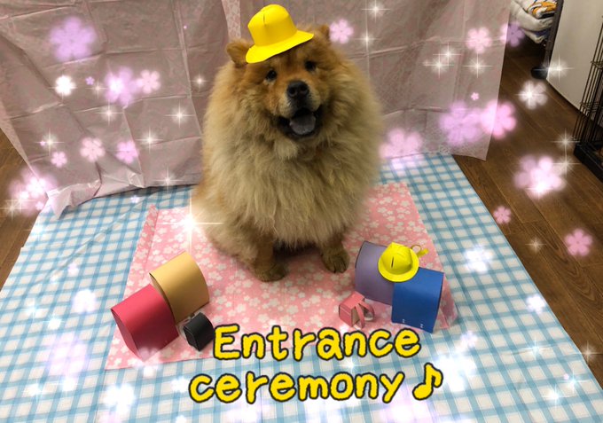 犬の幼稚園のtwitterイラスト検索結果 犬の幼稚園のtwitterイラスト検索結果