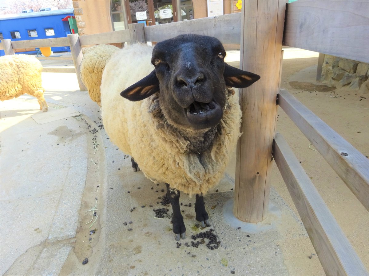 تويتر 神戸市立王子動物園 公式 على تويتر 突然ですが 皆さんはジャイアントパンダがどのような声で鳴くのか知っていますか 実は園内にもいるアノ動物に似ているんです 正解は午後にお伝えします きょうのタンタン 休園中の動物園水族館 ジィアントパンダ