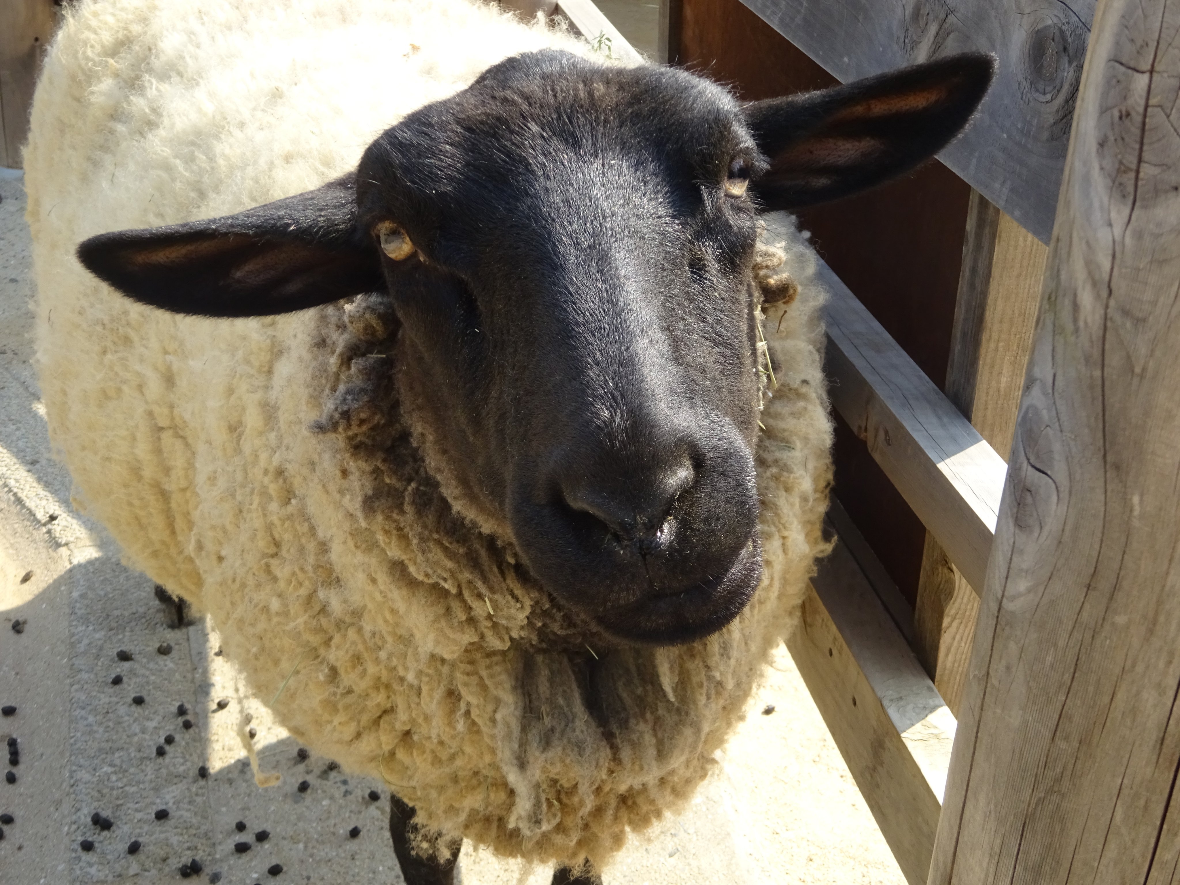 神戸市立王子動物園 公式 突然ですが 皆さんはジャイアントパンダがどのような声で鳴くのか知っていますか 実は園内にもいるアノ動物に似ているんです 正解は午後にお伝えします きょうのタンタン 休園中の動物園水族館 ジィアントパンダ