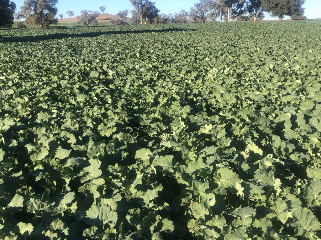 Kerin Agriculture tweet media